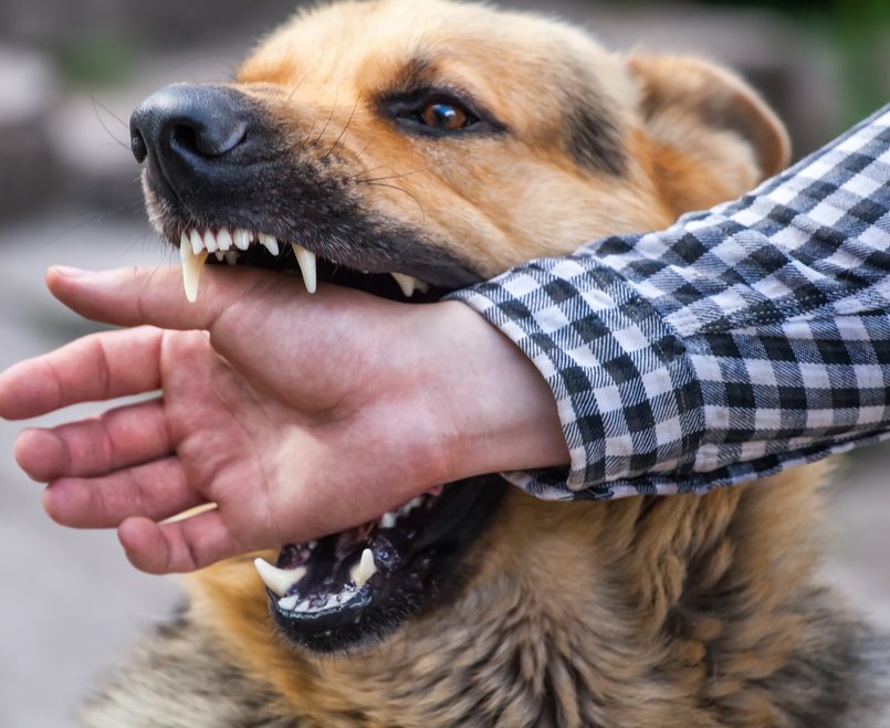 dog bite injury consequences and claims