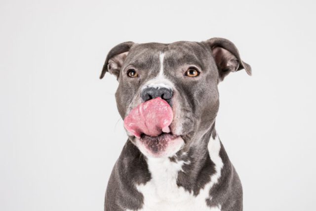 american staffordshire pitbull dog bite