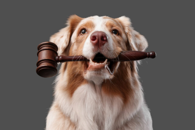 Cute Australian Shepherd dog with judge's gavel on black background, closeup